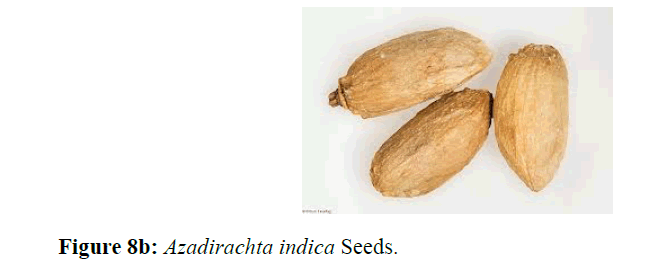 internalmedicine-Azadirachta-indica-Seeds