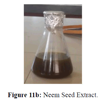 internalmedicine-Neem-Seed-Extract