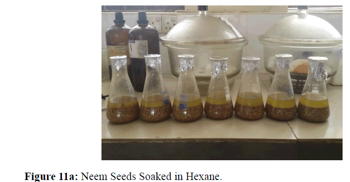 internalmedicine-Neem-Seeds-Soaked-in-Hexane