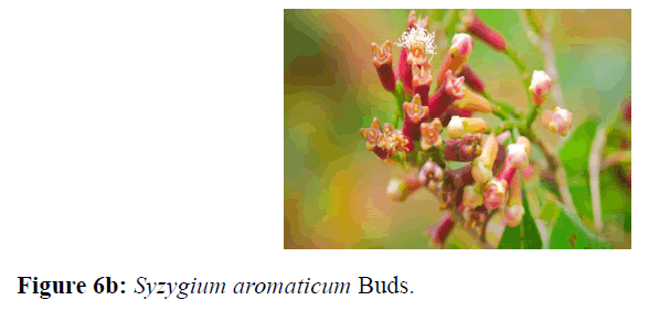internalmedicine-aromaticum-Buds