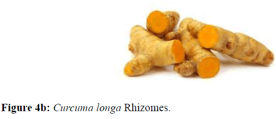 internalmedicine-longa-Rhizomes